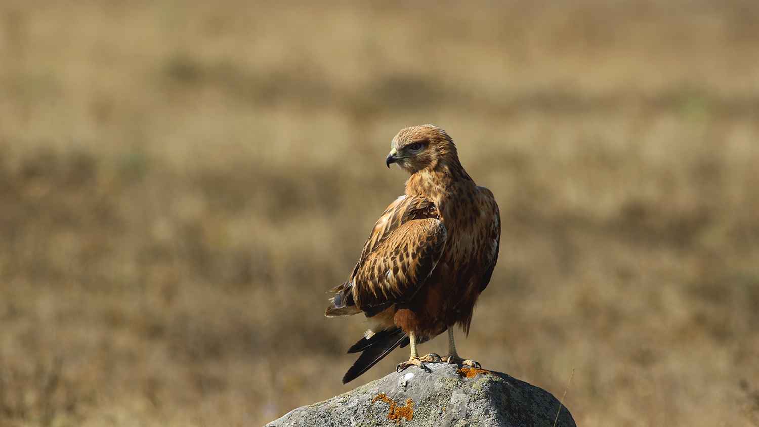 Long-legged Buzzard